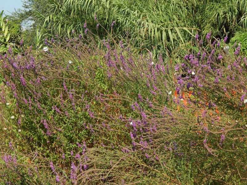 Fiore lacustre - Lythrum salicaria